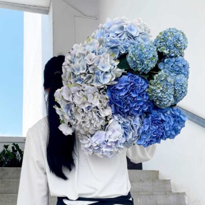 Blue-Hydrangea-En-Masse