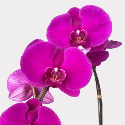 Double Happiness Orchid