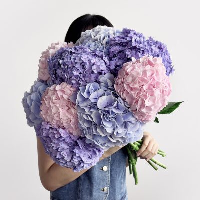 Iridescent Hydrangeas Single Variety