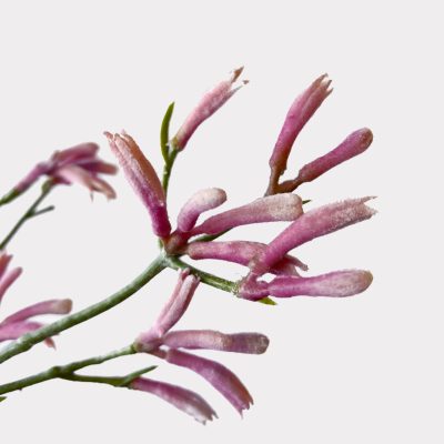 Kangaroo Paw Pink Artificial Faux Flowers