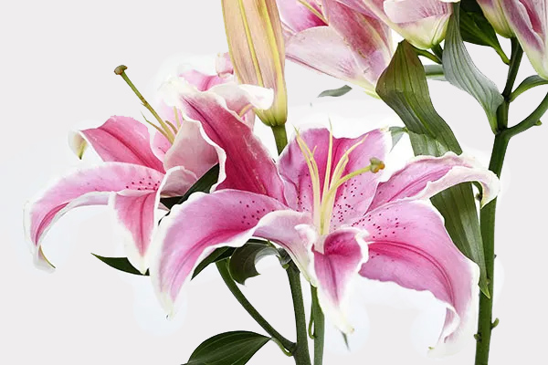 Lilies Single Variety Banner