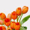 Orange Tulips Single Variety