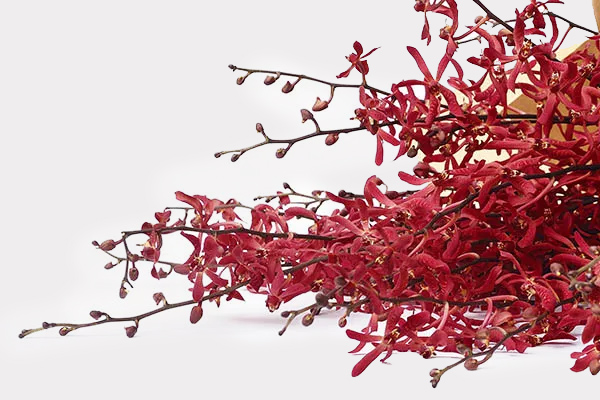 Orchids Single Variety Banner