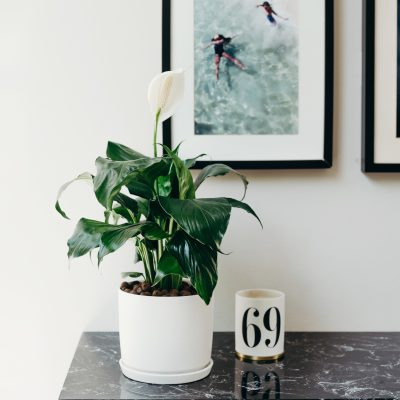 Peace Lily Plant