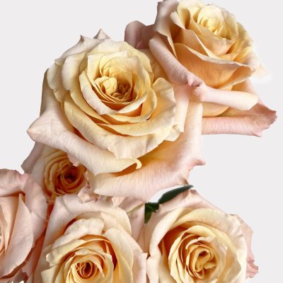 Peach Roses Single Variety