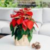 Poinsettia Christmas Gold