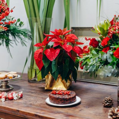 Poinsettia Christmas