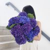 Purple Hydrangeas Single Variety Stems