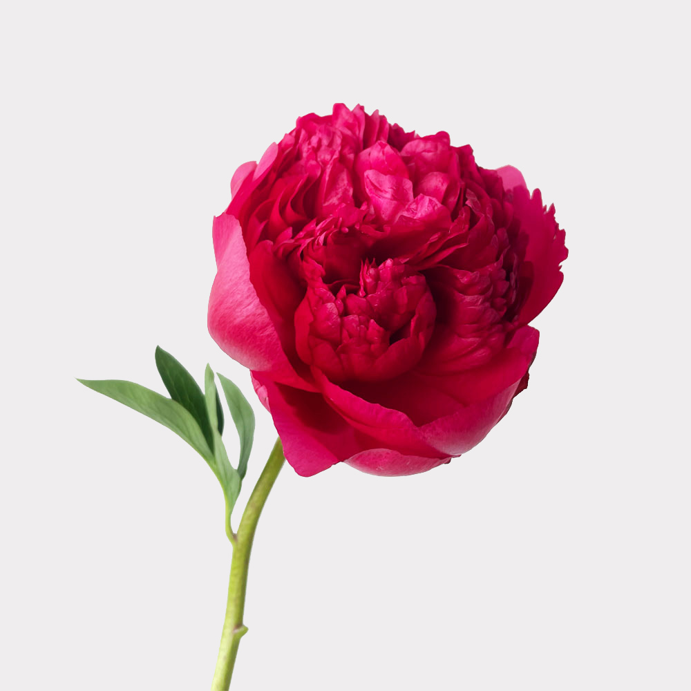 Command Performance Red Peony Single Variety Market Style