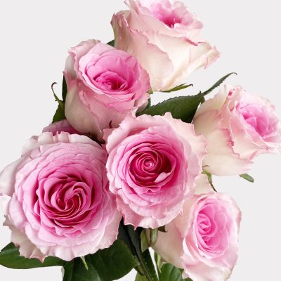 Roselle Rose Single Variety Stems