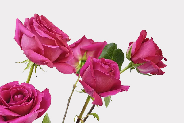 Roses Single Variety Banner