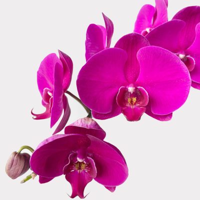 Singapore Dream Purple Orchid in Black Pot