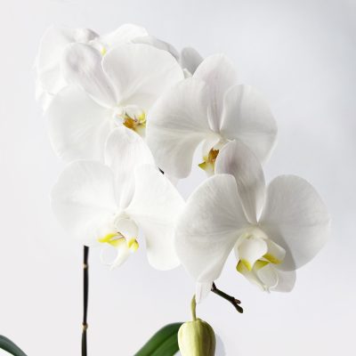 Singapore Dream White Orchid in Black Pot