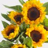 Sunflowers Single Variety Flowers