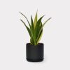 Sansevieria Snake Plant Black