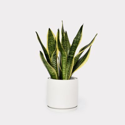 Sansevieria Snake Plant White