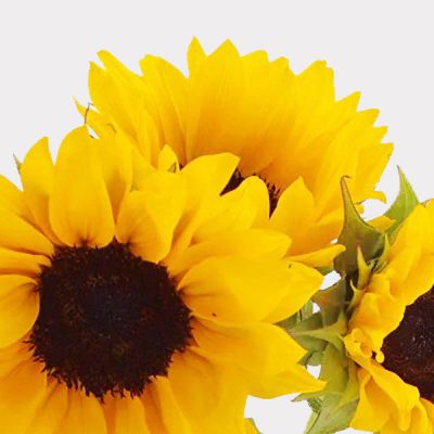 Sunflowers Single Variety Singapore