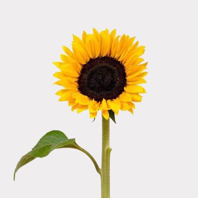 Sunflowers Single Variety Singapore