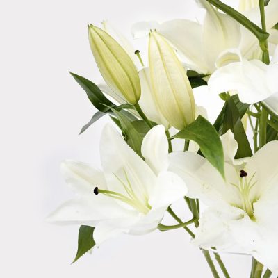 White Lily Single Variety
